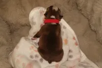 Stormi, a female Boston Terrier for sale in Rosemont, CA – Photo 3 of 3