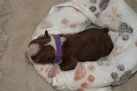 Autumn, a female Boston Terrier for sale in Rosemont, CA – Photo 4 of 4