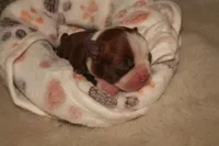 Autumn, a female Boston Terrier for sale in Rosemont, CA – Photo 2 of 4