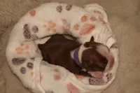 Autumn, a female Boston Terrier for sale in Rosemont, CA – Photo 3 of 4