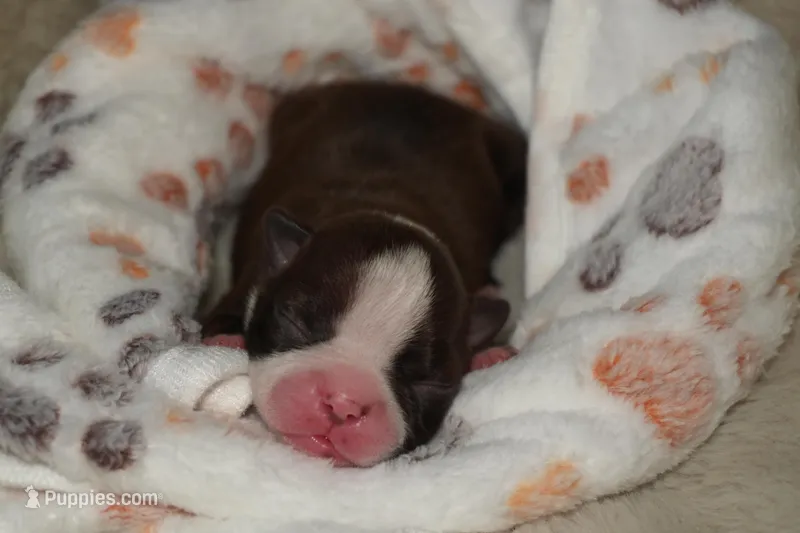 Autumn – Boston Terrier puppy for sale in Rosemont, CA