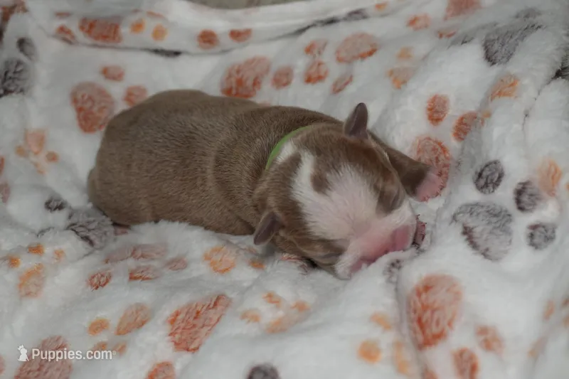 olive, a female Boston Terrier for sale in Rosemont, CA – Photo 1 of 6