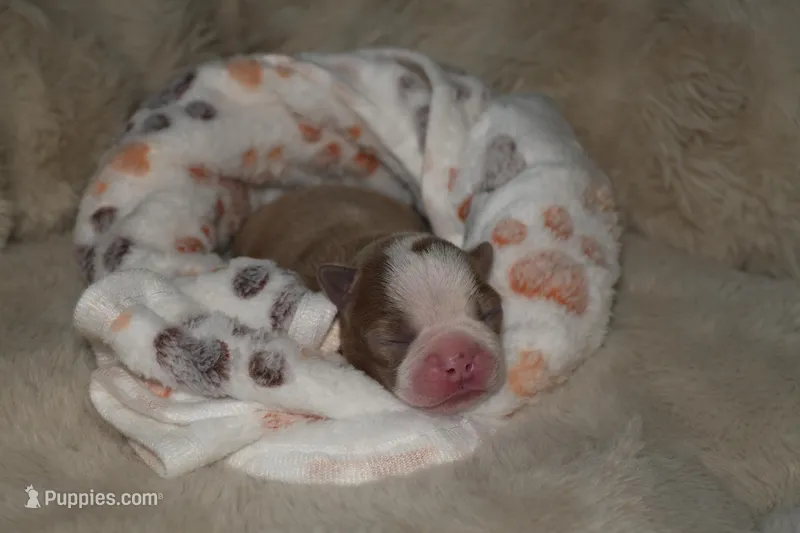 olive – Boston Terrier puppy for sale in Rosemont, CA