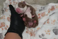 olive, a female Boston Terrier for sale in Rosemont, CA – Photo 4 of 5