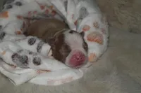 olive, a female Boston Terrier for sale in Rosemont, CA – Photo 5 of 5