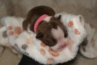 London, a female Boston Terrier for sale in Rosemont, CA – Photo 4 of 4