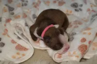 London, a female Boston Terrier for sale in Rosemont, CA – Photo 2 of 4