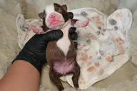 London, a female Boston Terrier for sale in Rosemont, CA – Photo 3 of 4