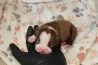 London, a female Boston Terrier for sale in Rosemont, CA – Photo 1 of 4