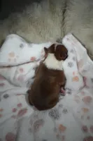 Rosie, a female Boston Terrier for sale in Rosemont, CA – Photo 3 of 4