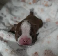 Rosie, a female Boston Terrier for sale in Rosemont, CA – Photo 4 of 4