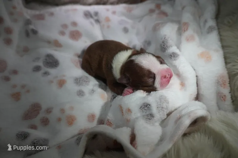 Rosie, a female Boston Terrier for sale in Rosemont, CA – Photo 1 of 5