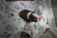 Rosie, a female Boston Terrier for sale in Rosemont, CA – Photo 2 of 4