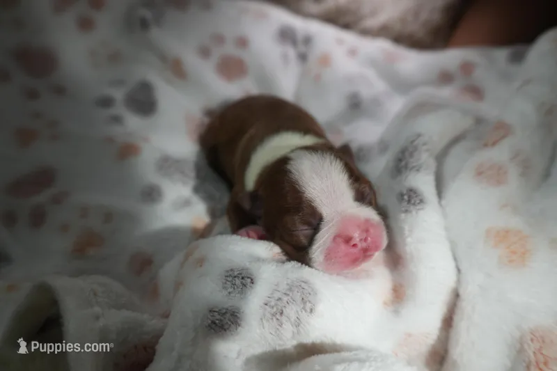 Rosie – Boston Terrier puppy for sale in Rosemont, CA