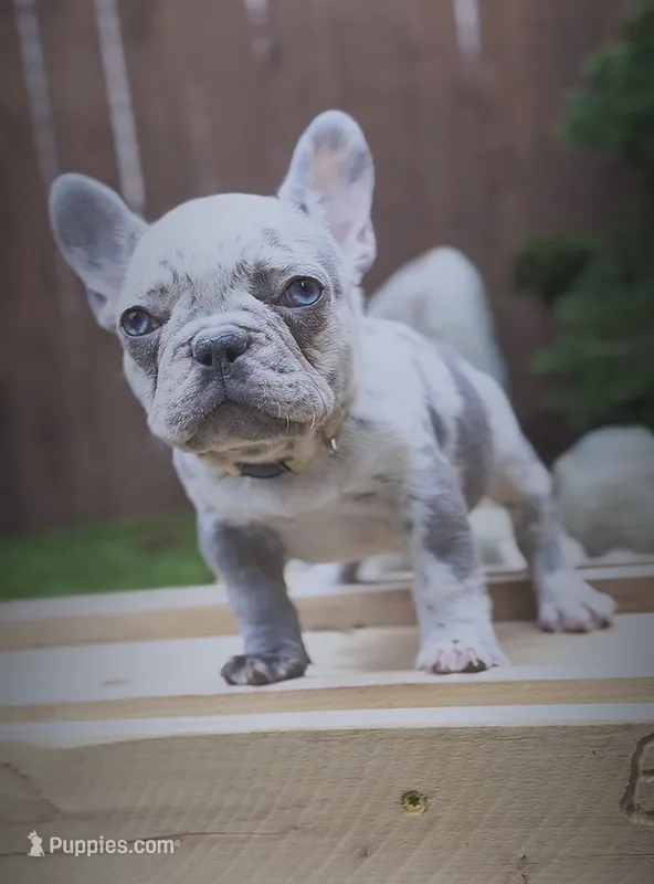 Nesta  – French Bulldog puppy for sale in Graham, WA