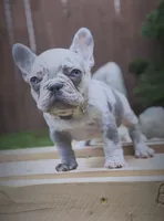 Nesta , a female French Bulldog for sale in Graham, WA – 1 of 2