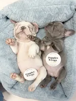 The Friendchie Connection , a female French Bulldog for sale in Graham, WA – 1 of 1