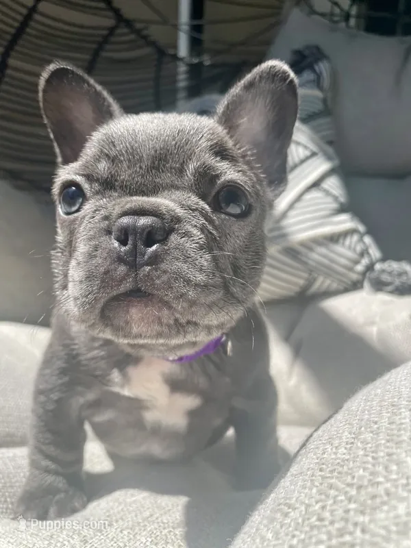 Purple – French Bulldog puppy for sale in Graham, WA