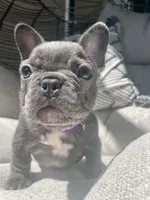 Purple, a female French Bulldog for sale in Graham, WA – 1 of 2