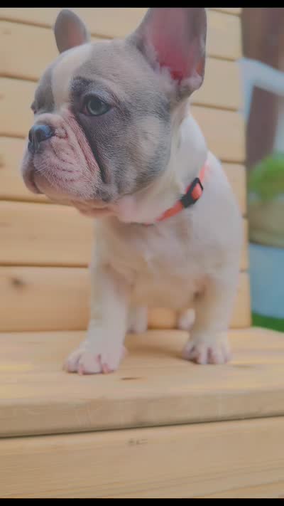 Reggie, a male French Bulldog for sale in Graham, WA – 2 of 2