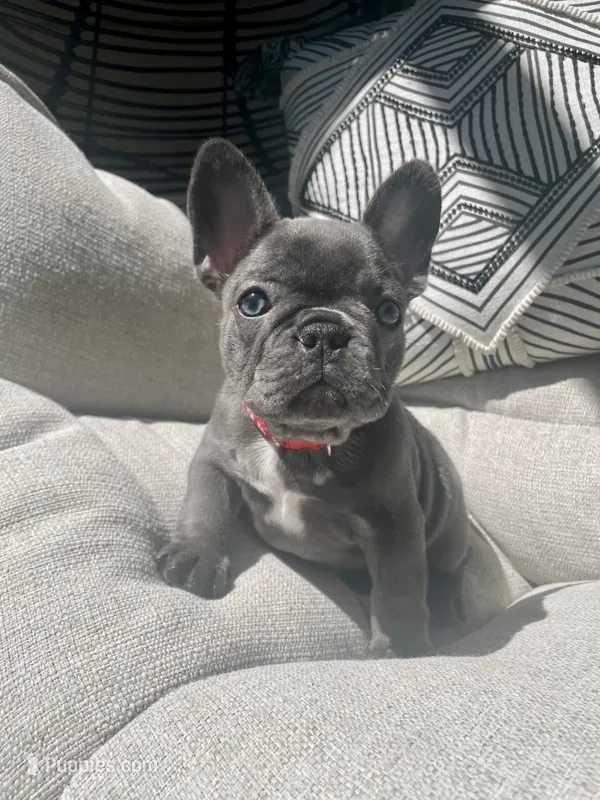 Red  – French Bulldog puppy for sale in Graham, WA