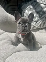Red , a female French Bulldog for sale in Graham, WA – 1 of 2