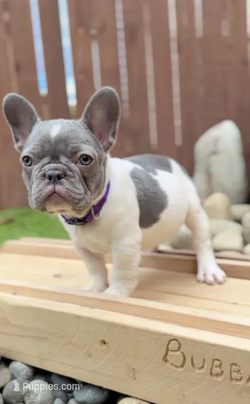 Apa – French Bulldog puppy for sale in Graham, WA