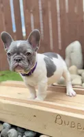 Apa, a female French Bulldog for sale in Graham, WA – 1 of 1