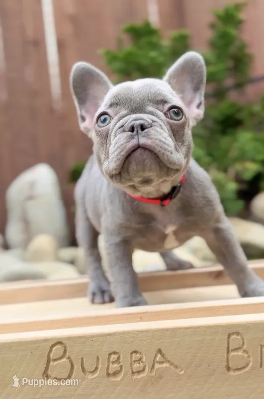 Peanut – French Bulldog puppy for sale in Graham, WA