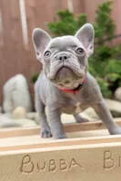 Peanut, a female French Bulldog for sale in Graham, WA – 1 of 3