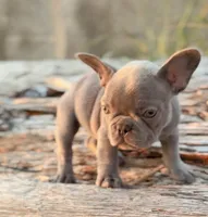 Peanut, a female French Bulldog for sale in Graham, WA – 2 of 3