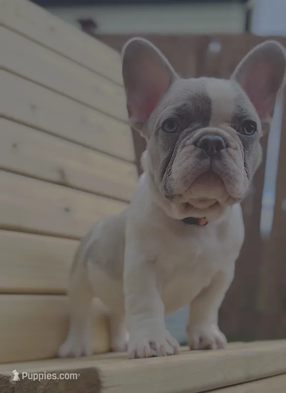 Reggie – French Bulldog puppy for sale in Graham, WA