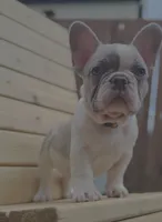 Reggie, a male French Bulldog for sale in Graham, WA – 1 of 2