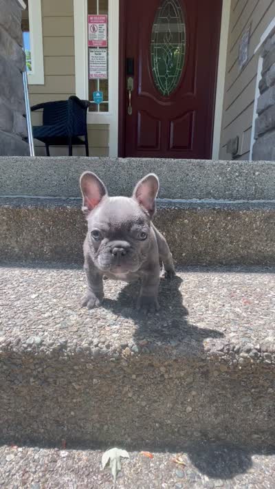 Blue , a male French Bulldog for sale in Graham, WA – 3 of 3