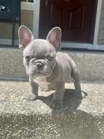 Blue , a male French Bulldog for sale in Graham, WA – 2 of 3