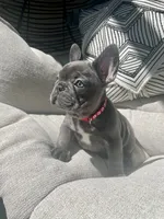 Red , a female French Bulldog for sale in Graham, WA – 2 of 2