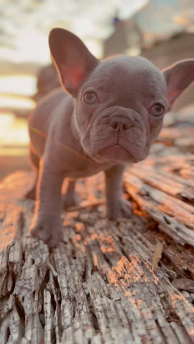 Peanut, a female French Bulldog for sale in Graham, WA – 3 of 3