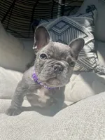 Purple, a female French Bulldog for sale in Graham, WA – 2 of 2