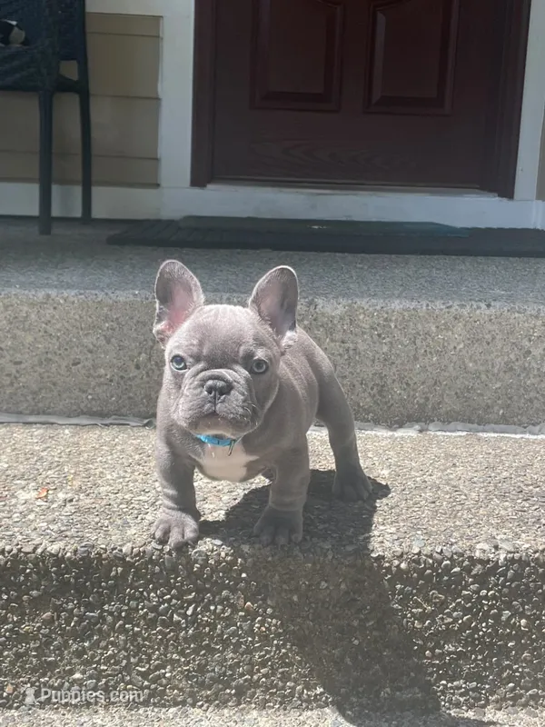 Blue  – French Bulldog puppy for sale in Graham, WA