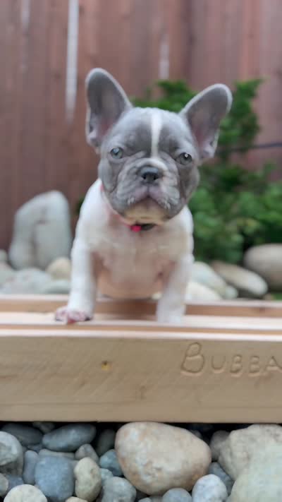 Bianca , a female French Bulldog for sale in Graham, WA – 2 of 2