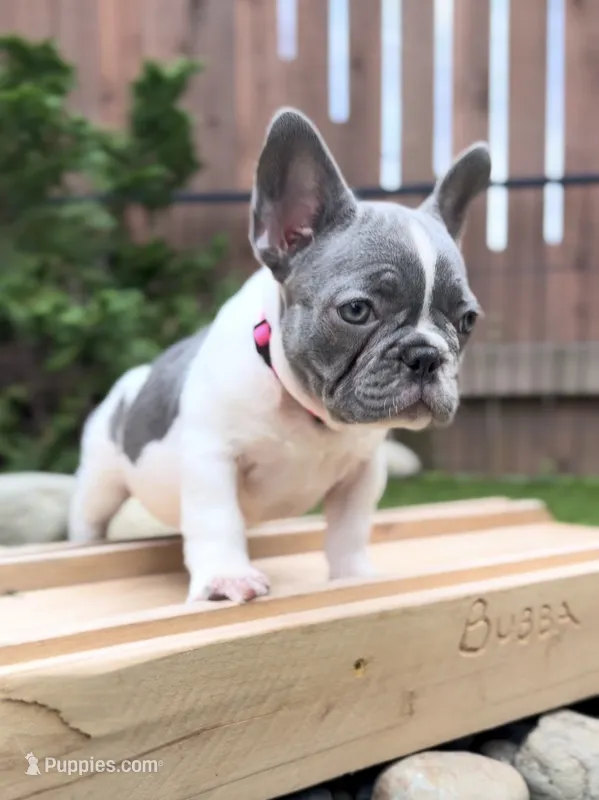 Bianca  – French Bulldog puppy for sale in Graham, WA