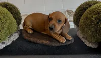 Clifford , a male Miniature Dachshund for sale in Bronx, NY – 2 of 4