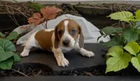 Moona , a female Miniature Dachshund for sale in Bronx, NY – 2 of 5