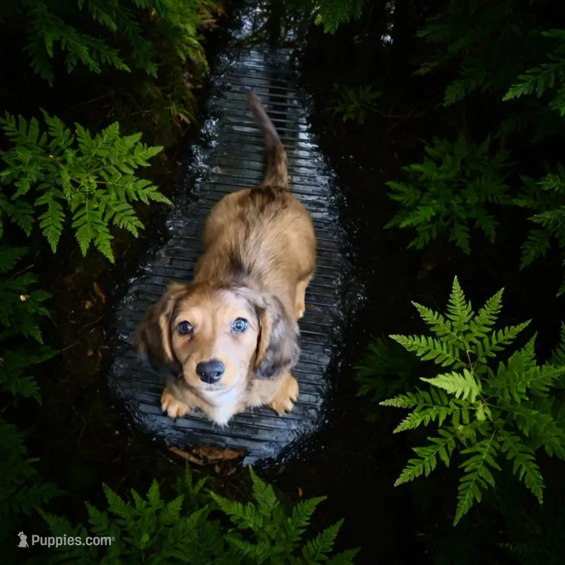 Quinnie  – Miniature Dachshund puppy for sale in Bronx, NY