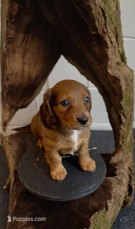 Quinnie  – Miniature Dachshund puppy for sale in Bronx, NY