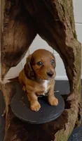 Quinnie , a female Miniature Dachshund for sale in Bronx, NY – 1 of 4