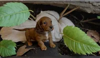 Quinnie , a female Miniature Dachshund for sale in Bronx, NY – 3 of 4