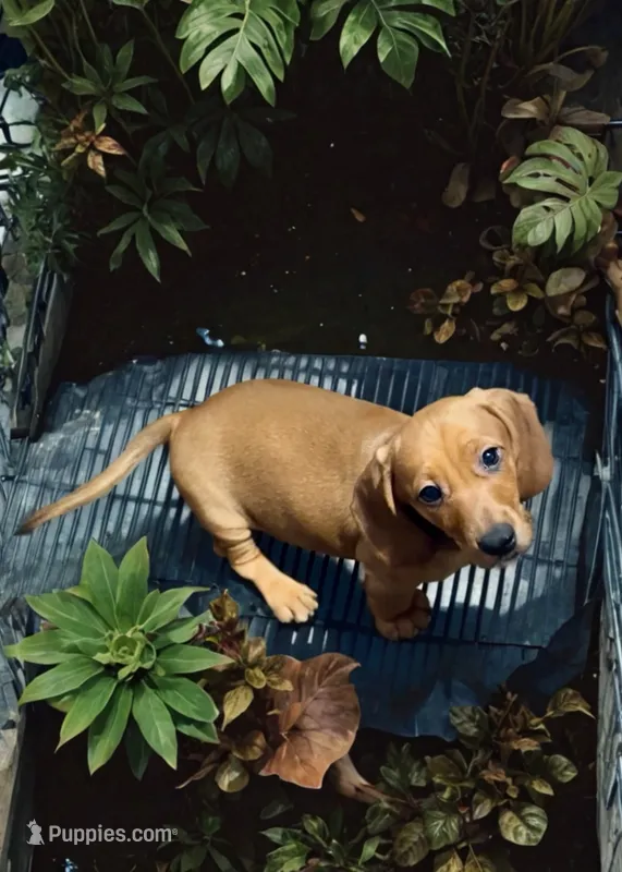 Clifford  – Miniature Dachshund puppy for sale in Bronx, NY