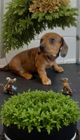 Harely, a female Miniature Dachshund for sale in Bronx, NY – 5 of 5
