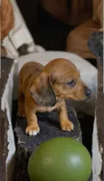 Harely, a female Miniature Dachshund for sale in Bronx, NY – 2 of 5